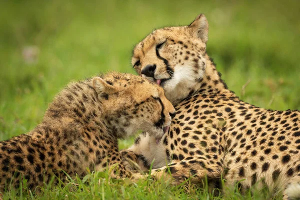 Close Van Cheeta Welp Wassen Zichzelf — Stockfoto