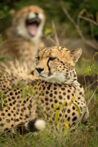 Gros Plan Guépard Couché Près Ourson Bâillant — Photo