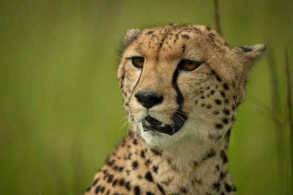 Close Cheetah Head Blurred Grass — Stock Photo, Image