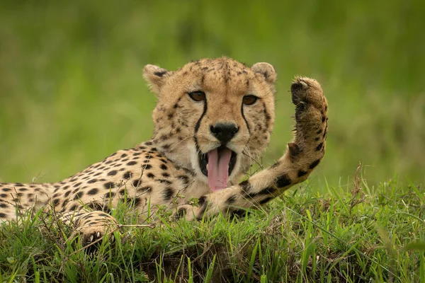 Çita Yavrusunun Yaklaşmış Pençelerini Yalıyor — Stok fotoğraf
