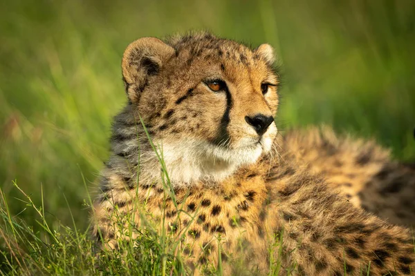 Close Cheetah Cub Lying Turning Head — Stock Photo, Image