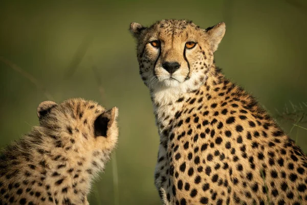 Close Van Cheeta Eyeing Camera Met Welp — Stockfoto