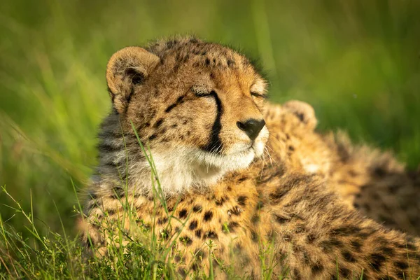 Zbliżenie Gepard Cub Śpi Trawie — Zdjęcie stockowe