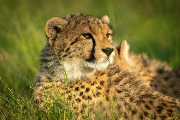 Gros Plan Petit Guépard Couché Sur Herbe — Photo