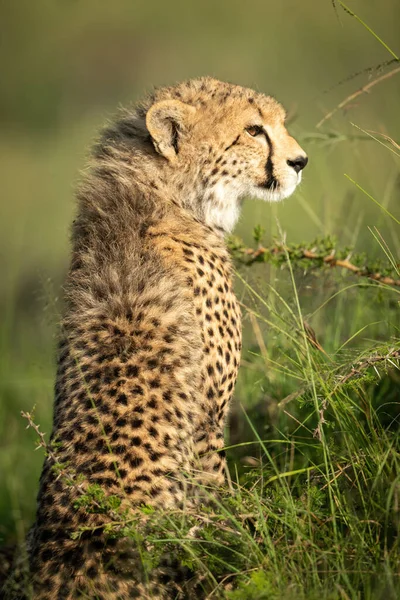 Gros Plan Petit Guépard Assis Dans Herbe — Photo