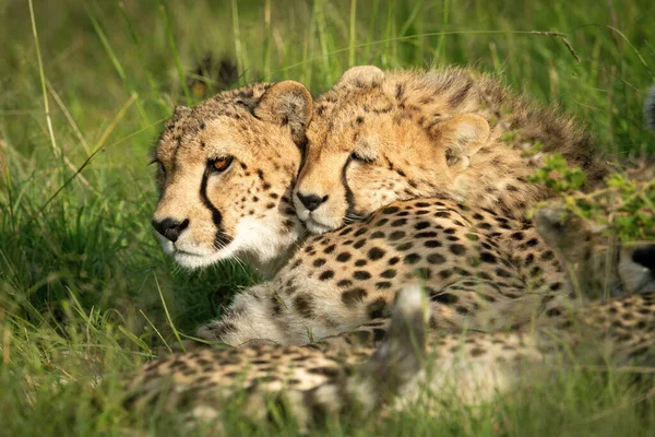 Annesinin Üzerine Uzanmış Çita Yavrusunun Yakın Çekimi — Stok fotoğraf