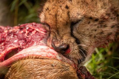 Close-up of cheetah munching on bloody carcase