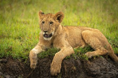Close-up of lion cub lying opening mouth