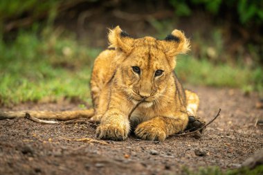 Close-up of lion cub lying with branch