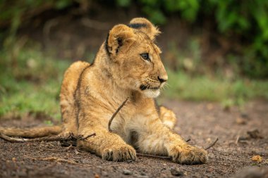 Close-up of lion cub lying in dirt