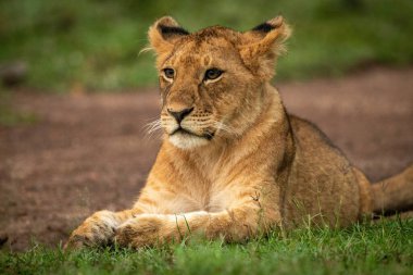 Close-up of lion cub lying paws together