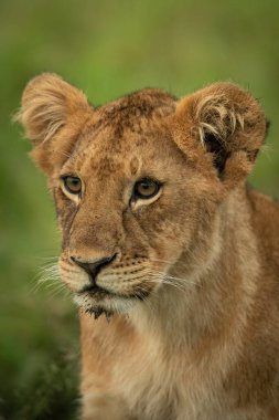 Close-up of lion cub sitting staring left
