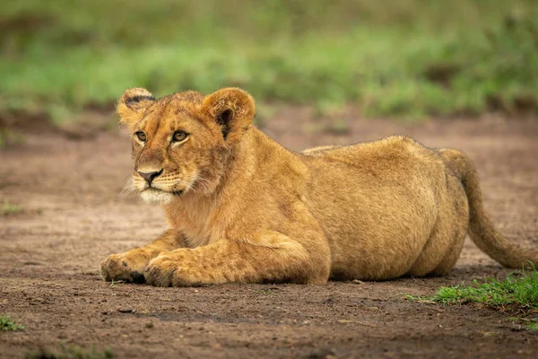 Close Lion Cub Lying Dirt — ストック写真