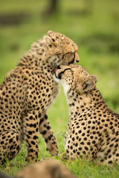 Close Cheetah Lying Licking Seated Cub — Stok fotoğraf