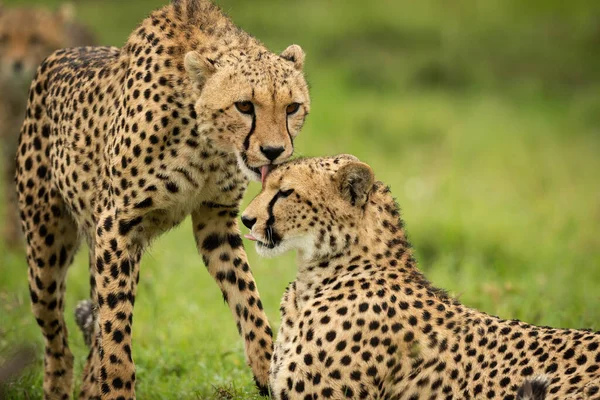 Close Cheetah Standing Licking One Lying — Fotografia de Stock