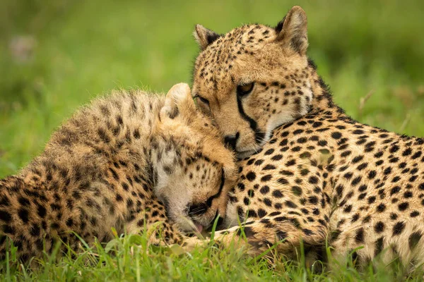 Close Cheetah Lying Cub Nuzzling — Stock Fotó