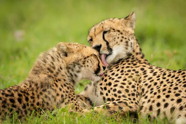 Close Cheetah Mother Lying Grooming Cub — Photo