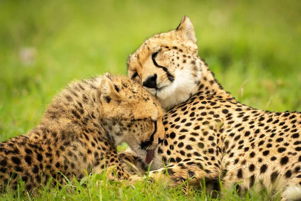 Close Cub Washing Cheetah Lying — Stok Foto