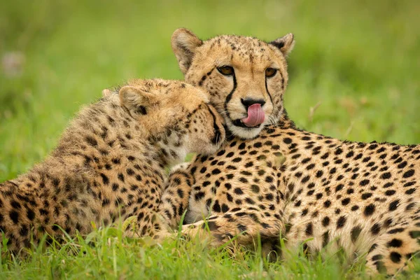 Close Cheetah Lying Nuzzled Cub — Stok fotoğraf