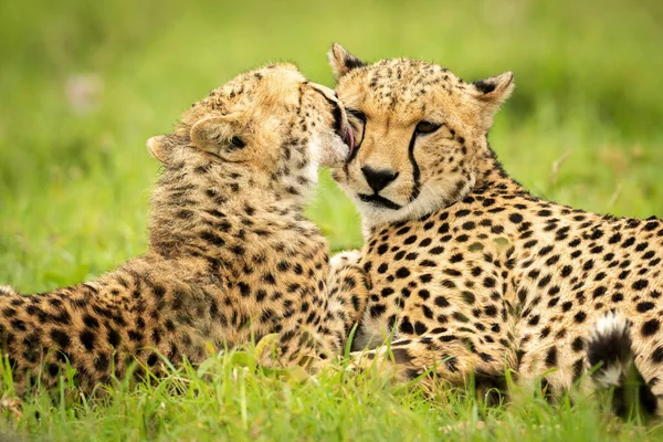 Close Cub Lying Grooming Cheetah — Stok fotoğraf