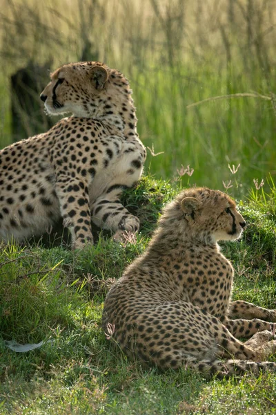 Close Cub Lying Cheetah — Stock fotografie