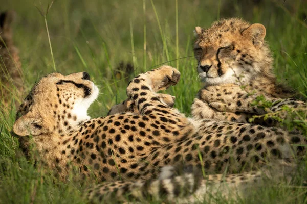 Close Cheetah Back Cub — Stok fotoğraf