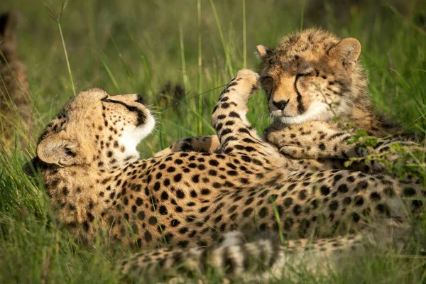 Close Cheetah Back Pawing Cub — Stock Fotó