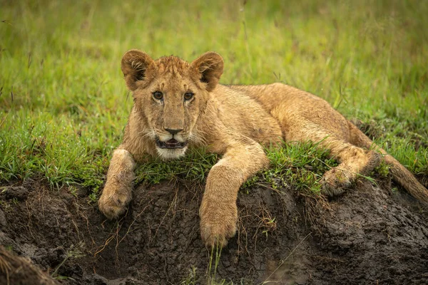 Close Lion Cub Lying Bank — Foto de Stock