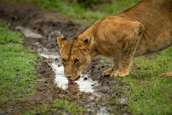 Close Lion Cub Drinking Ditch —  Fotos de Stock