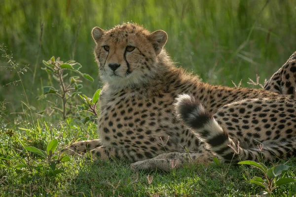 Close Cub Lying Short Grass — Photo