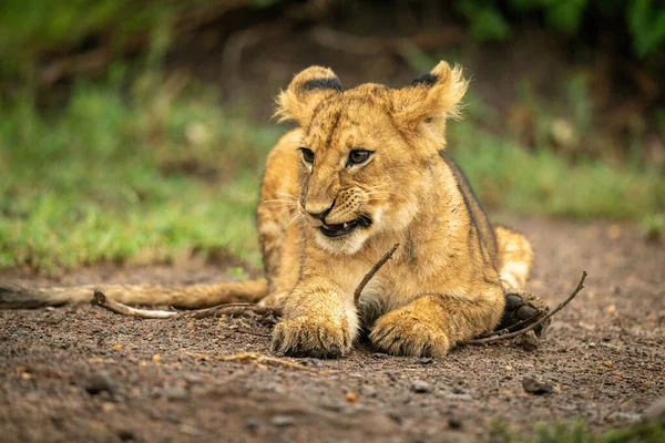 Close Lion Cub Lying Holding Branch — Zdjęcie stockowe