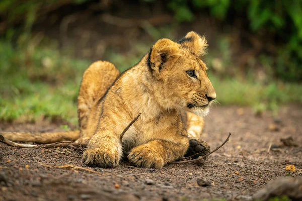 Close Lion Cub Lying Staring Right — 图库照片