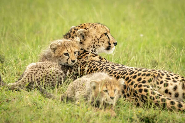 Gros Plan Guépard Couché Avec Deux Oursons — Photo