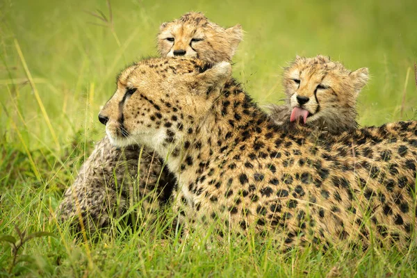 Close Cheetah Lying Washed Cubs — Foto de Stock