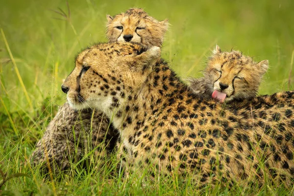 Close Cheetah Lying Licked Cubs — Photo