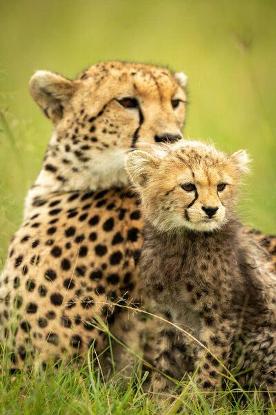 Close-up of cheetah mother lying with cub