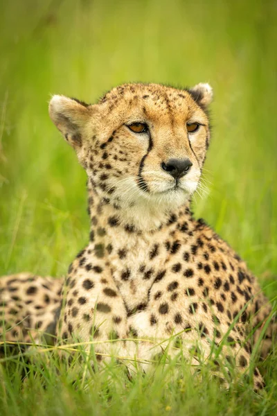 Close Van Cheeta Liggend Met Hoofd Gedraaid — Stockfoto