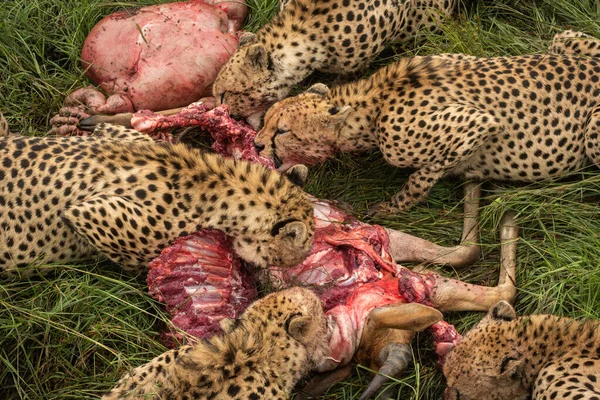 Close Five Cheetahs Feeding Carcase — Fotografia de Stock