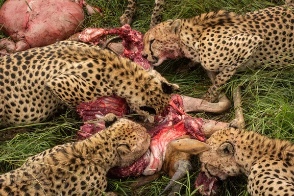 Close Five Cheetahs Eating Hartebeest Carcase —  Fotos de Stock