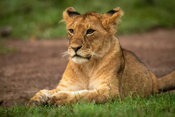 Close Lion Cub Lying Paws Together — Φωτογραφία Αρχείου