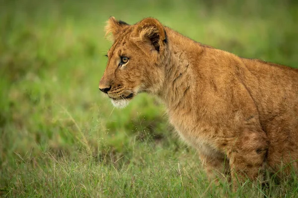 Close Lion Cub Sitting Leaning Left — Photo