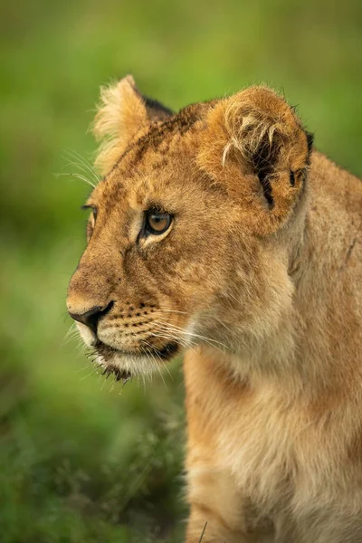 Close Lion Cub Sitting Facing Left — Stock fotografie