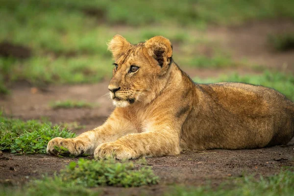 Close Lion Cub Lying Savannah — Stok fotoğraf