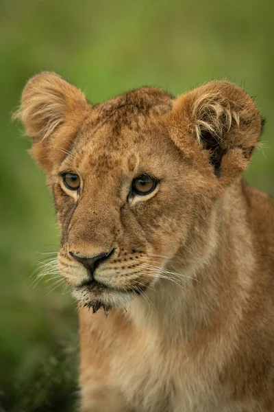 Close Lion Cub Sitting Staring Left — 图库照片