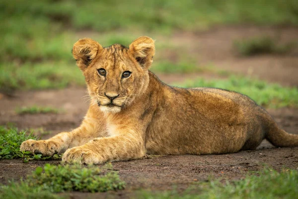 狮子宝宝的特写躺在摄像机前 — 图库照片