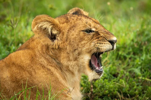 Close Lion Cub Lying Yawning Widely — Fotografia de Stock