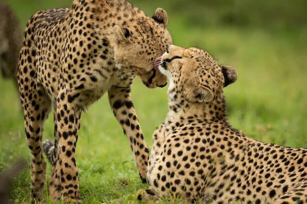 Close Cheetah Lying Licking One Standing — Φωτογραφία Αρχείου