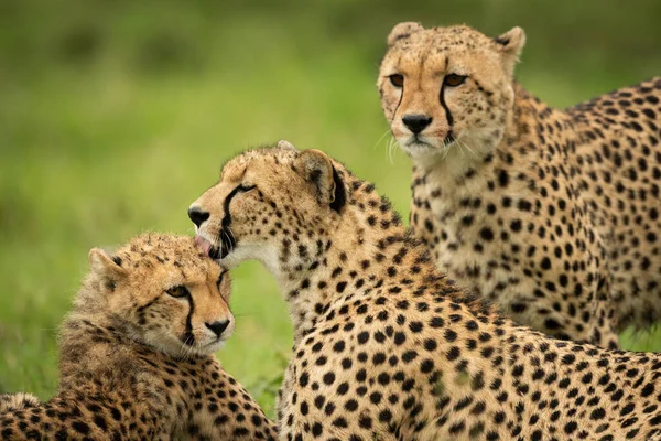 Close Cheetah Watching Mother Cleaning Cub — Zdjęcie stockowe