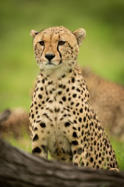 Close Cheetah Sitting Fallen Log — Zdjęcie stockowe