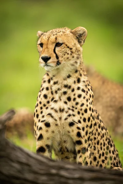 Close Cheetah Sitting Fallen Log — Stockfoto